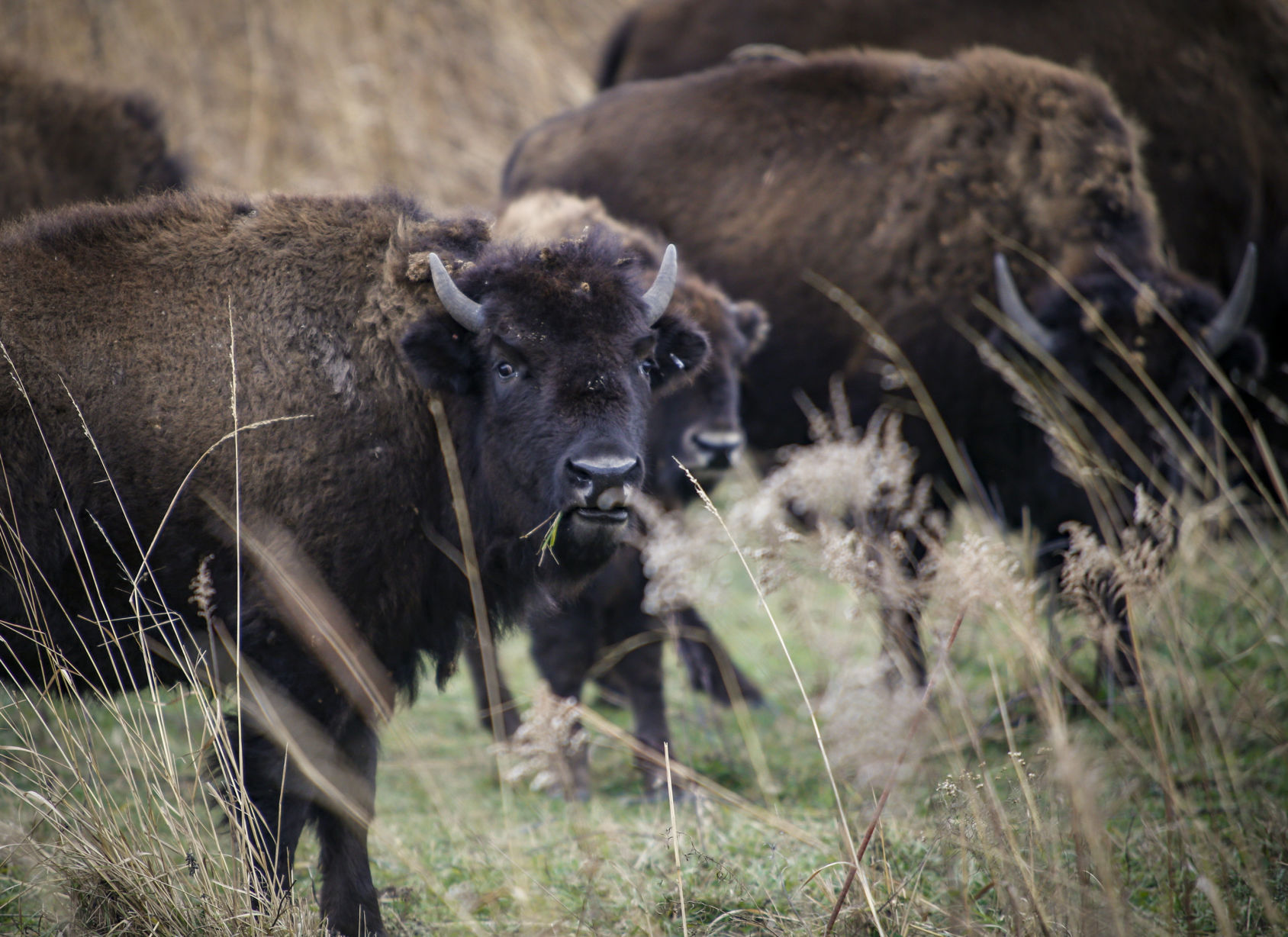 Nachusa Grasslands bison